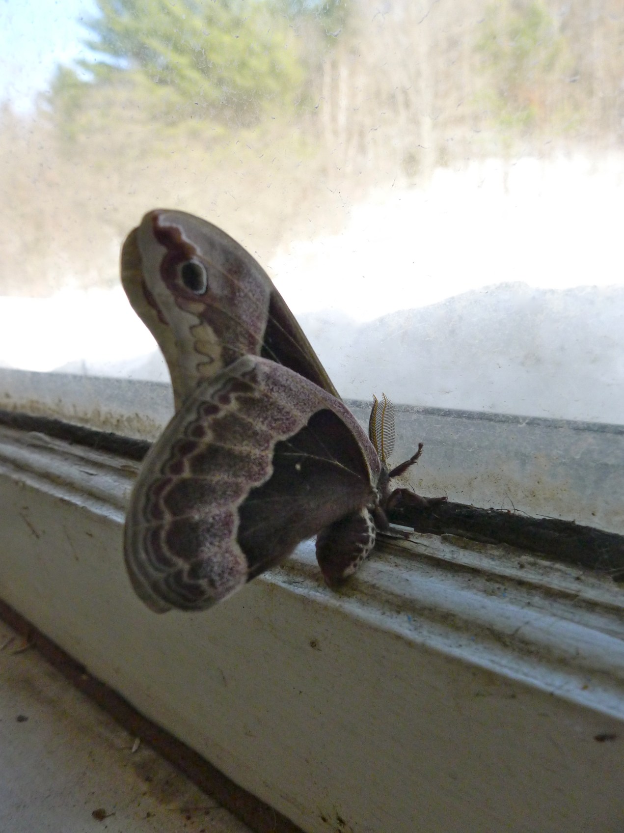 In my kitchen, two Promethea moths emerged, and set the house aflame.