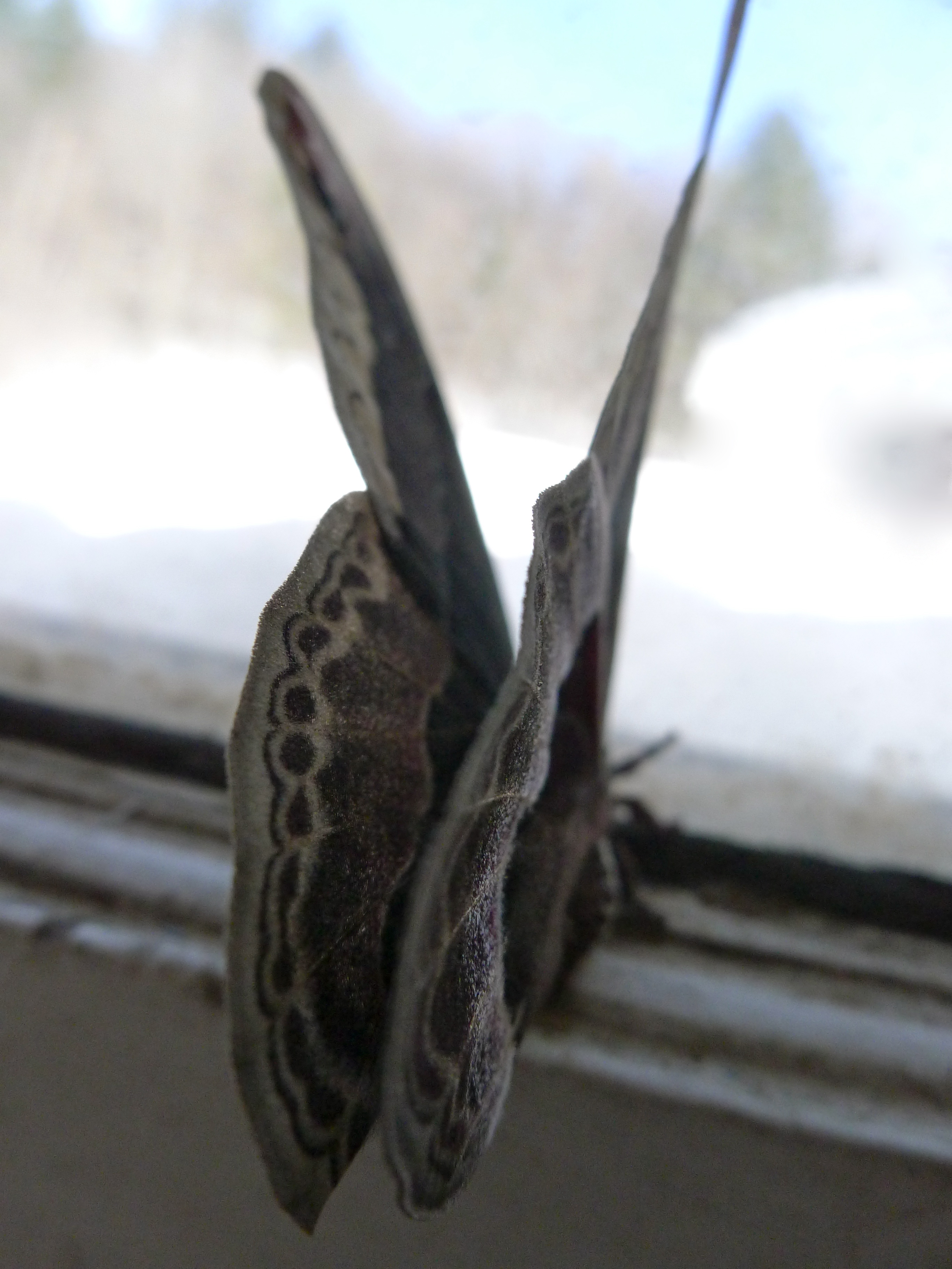 At the kitchen window 2